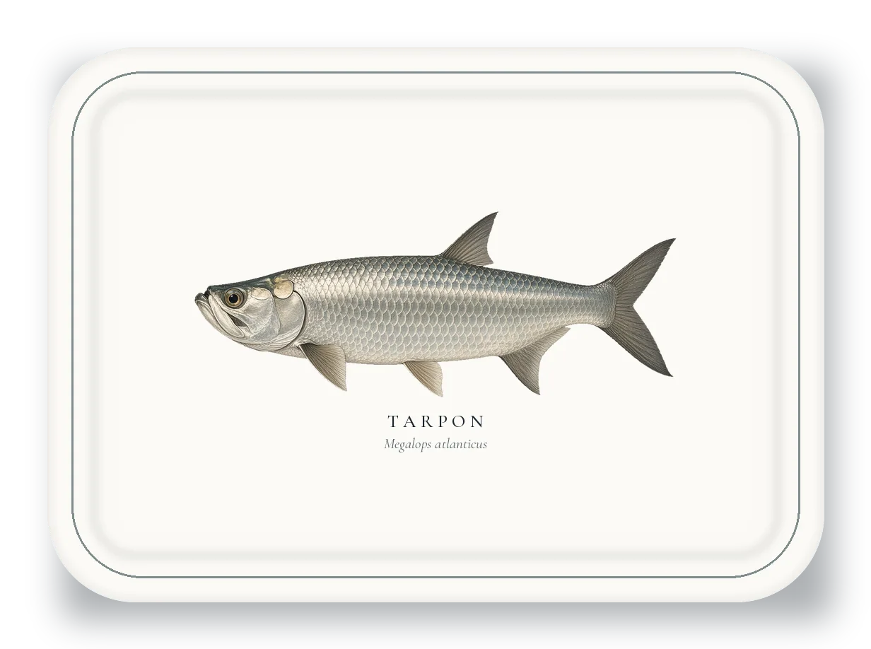 Serving Platter with Tarpon illustration