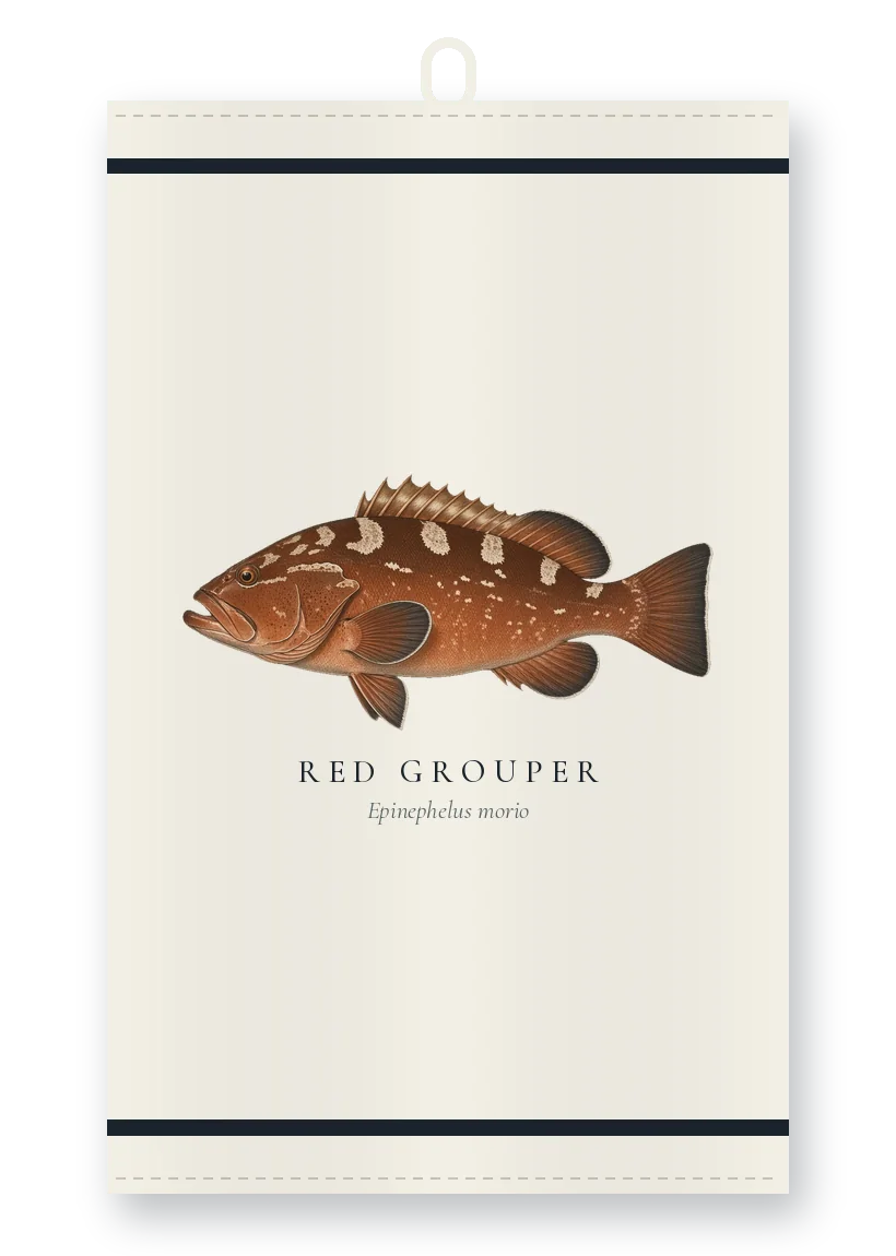 Tea Towel with a Red Grouper illustration